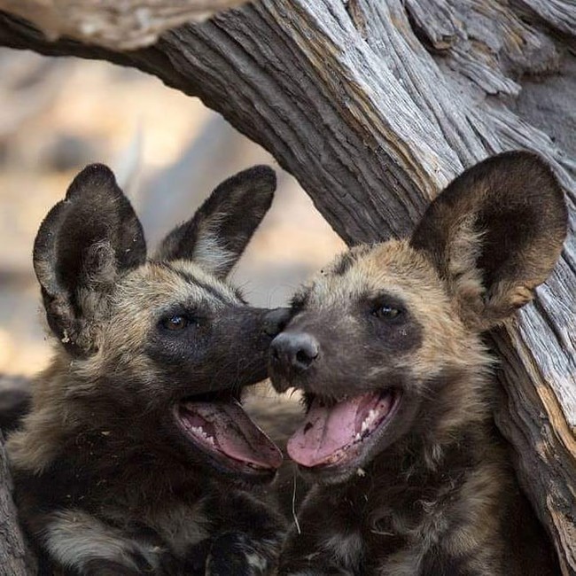Веселый разговор