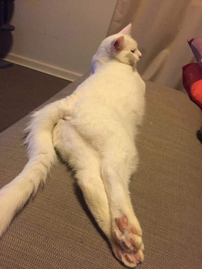 Соблазнитель