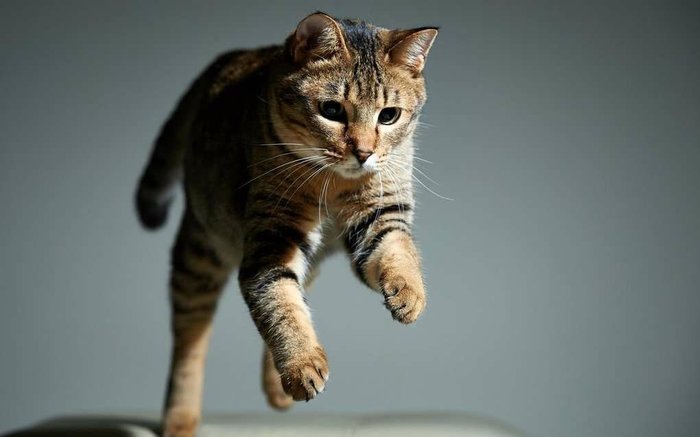 почему коты такие вредные. Смотреть фото почему коты такие вредные. Смотреть картинку почему коты такие вредные. Картинка про почему коты такие вредные. Фото почему коты такие вредные