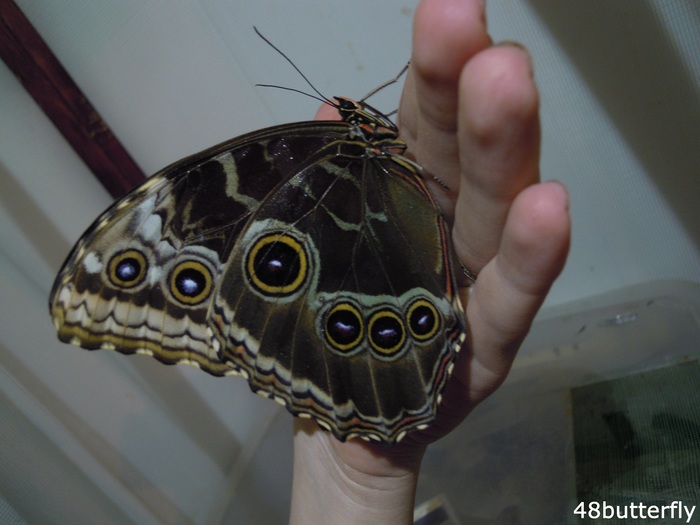 выведение тропических бабочек дома энтомология, бабочка, хобби, увлечение, своими руками, природа, длиннопост
