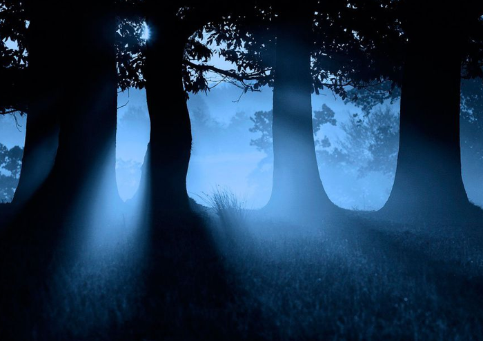 "Тсс.. я дерево." - как синоби Ода Нобунага притворялся деревом.