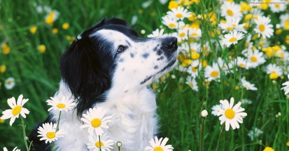 Лохматый диагност | Пикабу