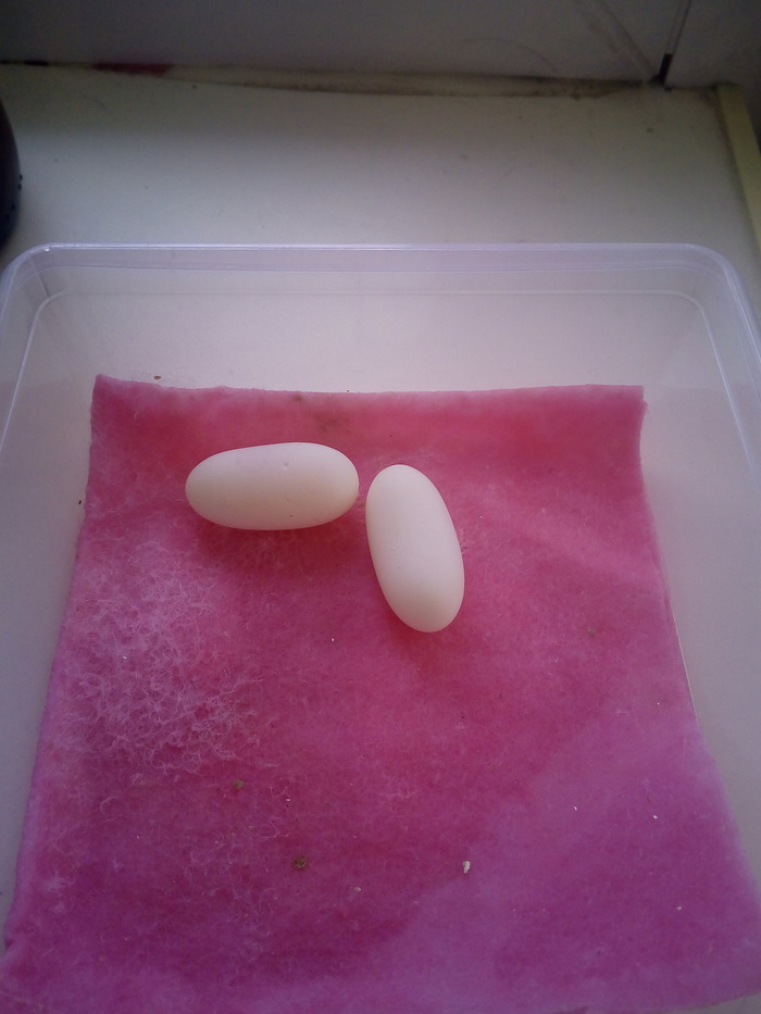 Заглядываю я тут во влажную камеру, а там