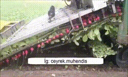 Редисоуборочный комбайн. Спецтехника, Комбайн, Сбор урожая, Сельское хозяйство, Нидерланды, Видео, Гифка