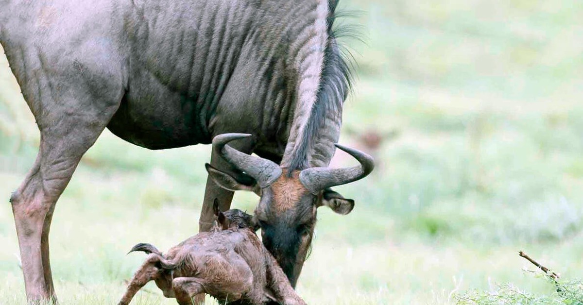 Значение гну. Антилопа гну. Детеныш антилопы гну. Антилопа гну теленок. Теленок антилопы.