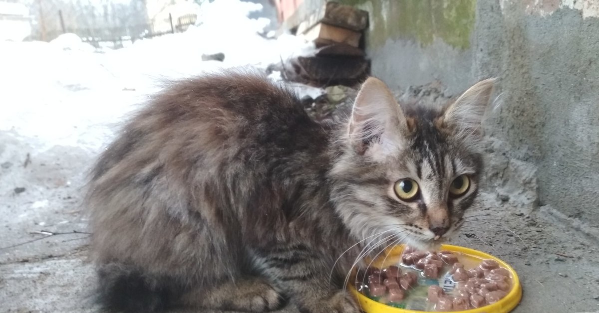 Иваново кэт. Котята Иваново. Иваново коты. Иваново кошки найденыши в Иваново.