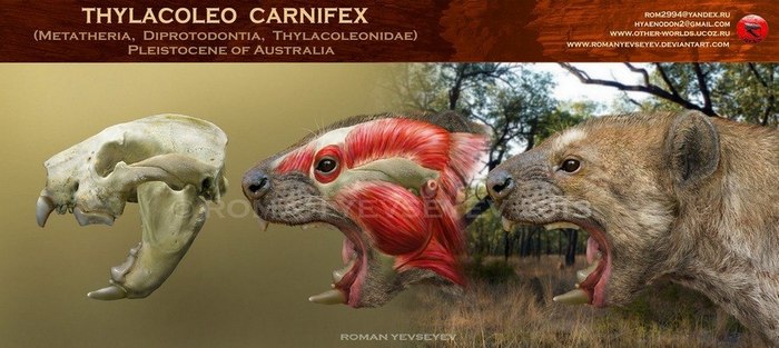 Thylacoleo carnifex. , , , , 