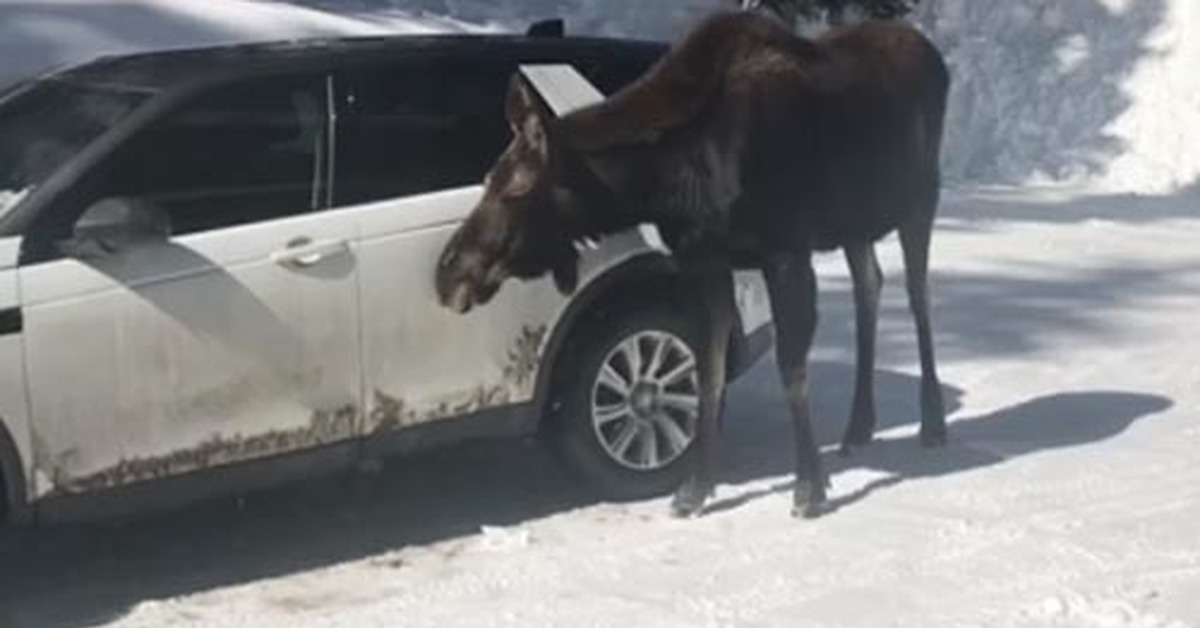 Мать лосиха пример для подражания