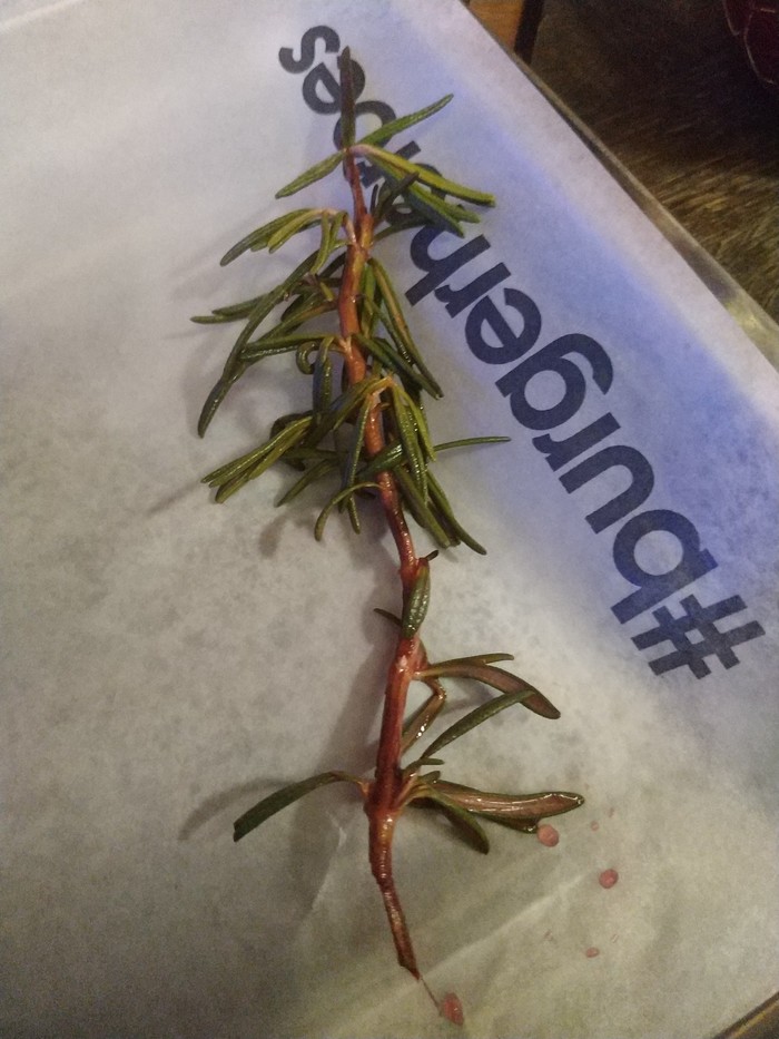 Можевельник vs розмарин