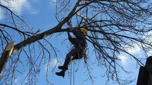 Весна и гибнут деревья.