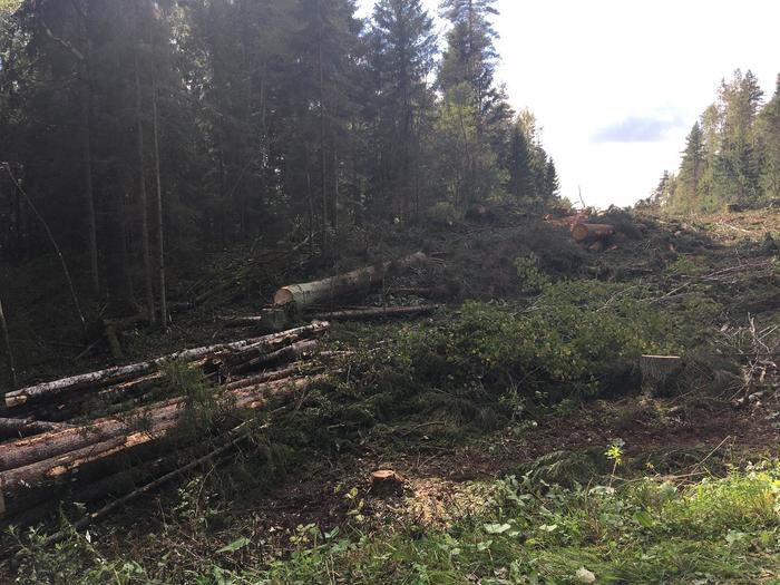 Валдайский национальный парк рисунок