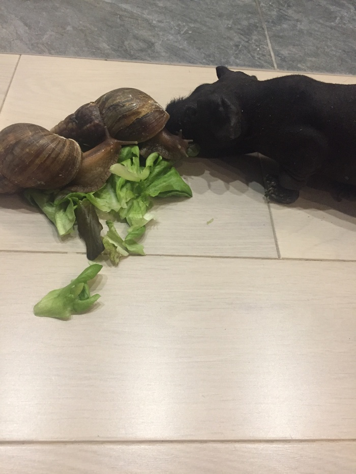 Про Улитку | Пикабу