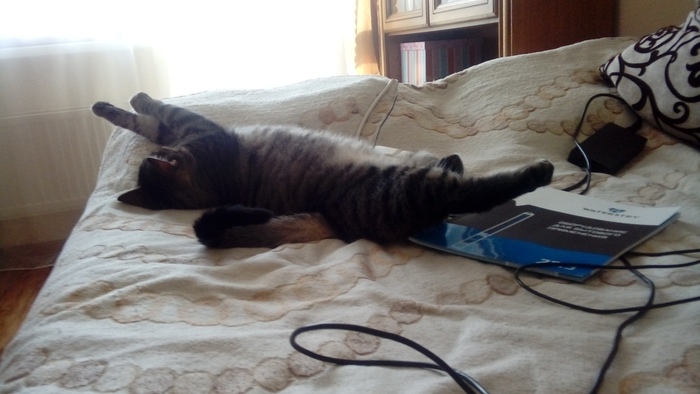 Чем кормить шерстяного? Кот, Корм для животных, Шерсть, Длиннопост, Домашние животные