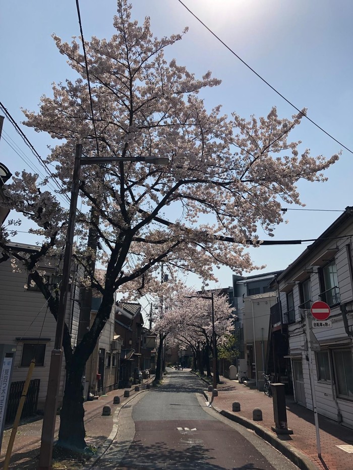 Япония.Весна.Сакура. Дальний Восток, Весна, Длиннопост