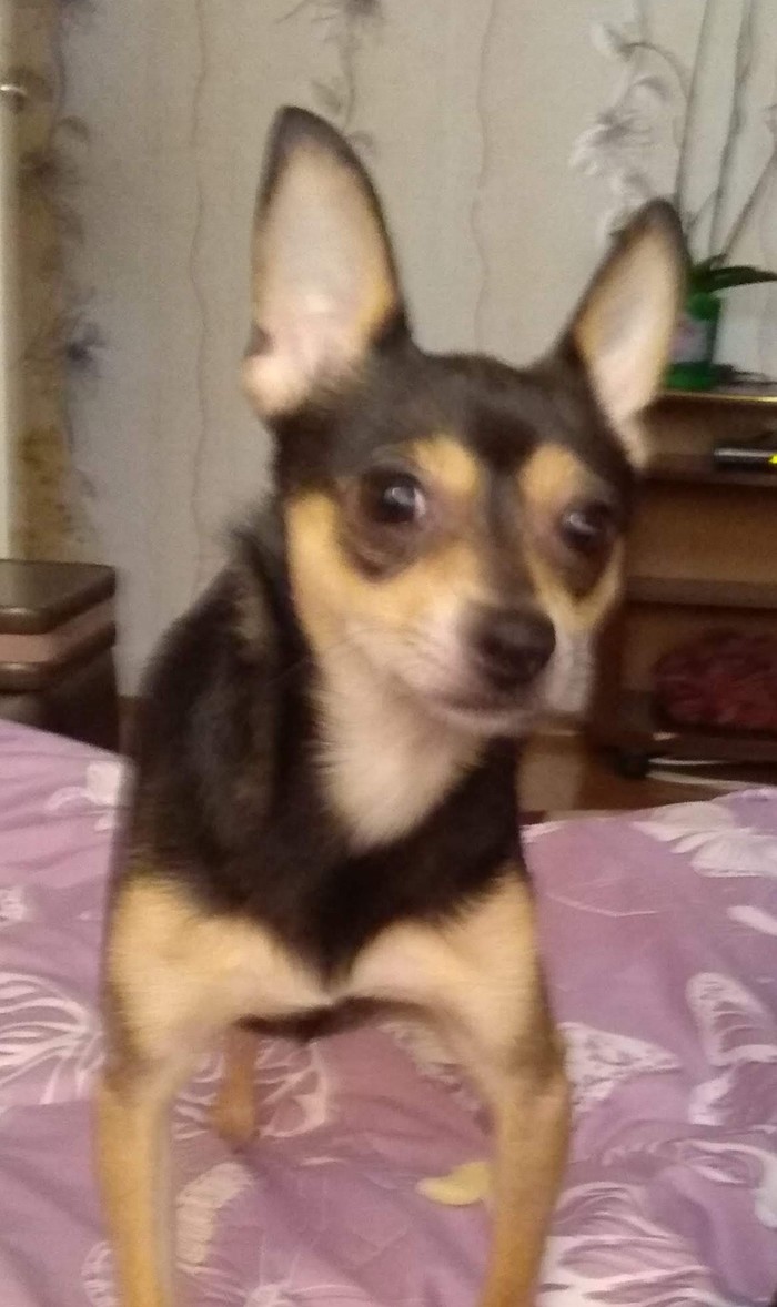      ,?  -,  