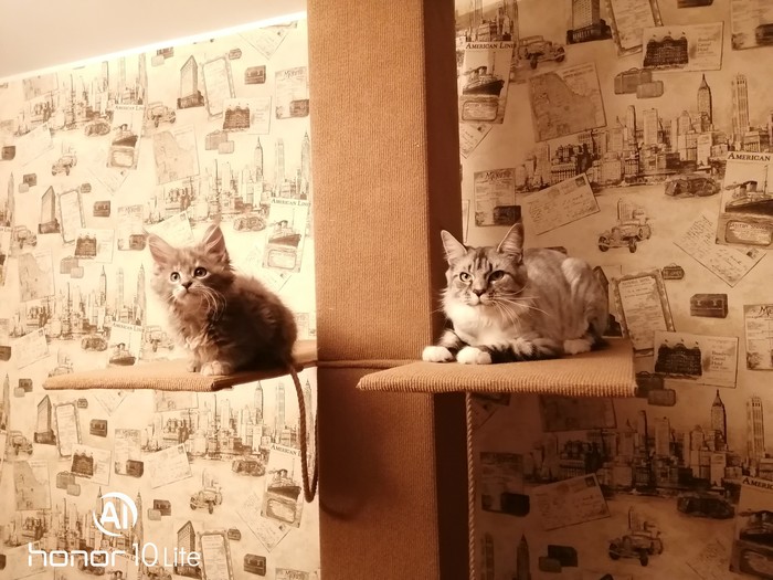 Когтеточка своими руками Когтеточка, Своими руками, Длиннопост