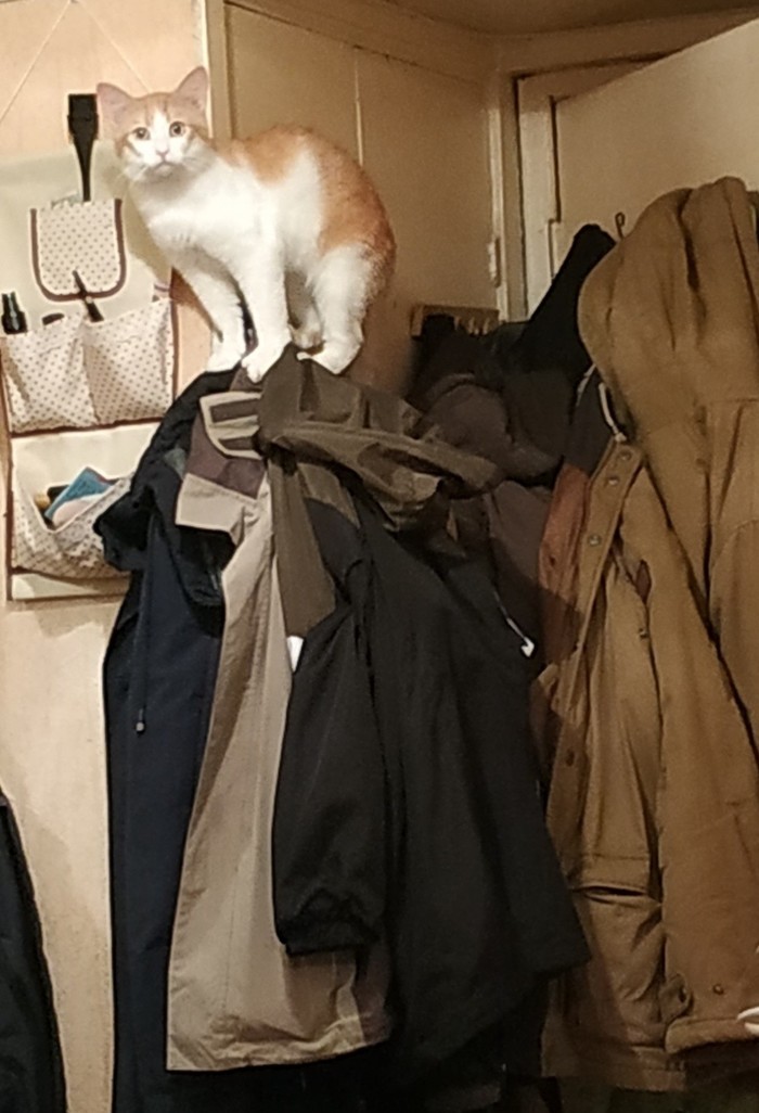 Кот или не кот