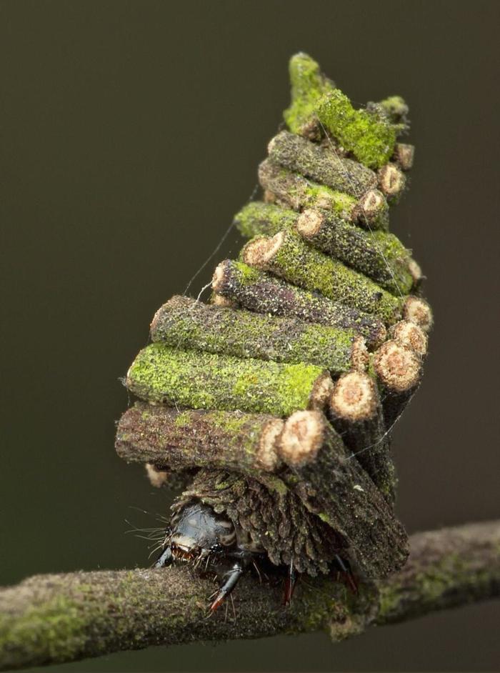 Бабочка мешочница фото гусеница