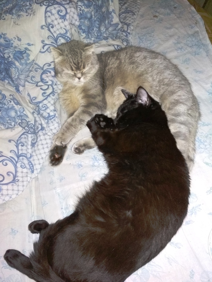 Еще одна история спасения, любимой пушистой задницы Котомафия, Уличные, Кот, Длиннопост