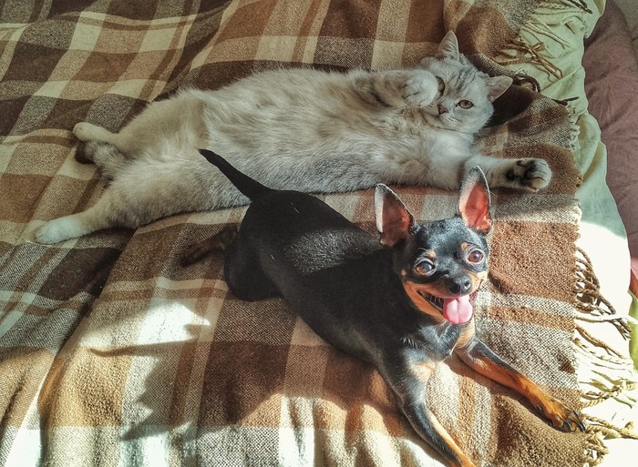 Котопес. | Пикабу