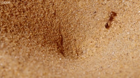 Замечательное тело развратницы на песке
