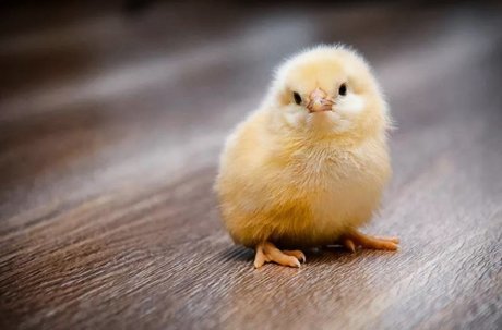 В Кемеровской области бесплатно раздают цыплят Agronews, Новости, Россия, Цыплята, Фермер, Кемерово, Акции