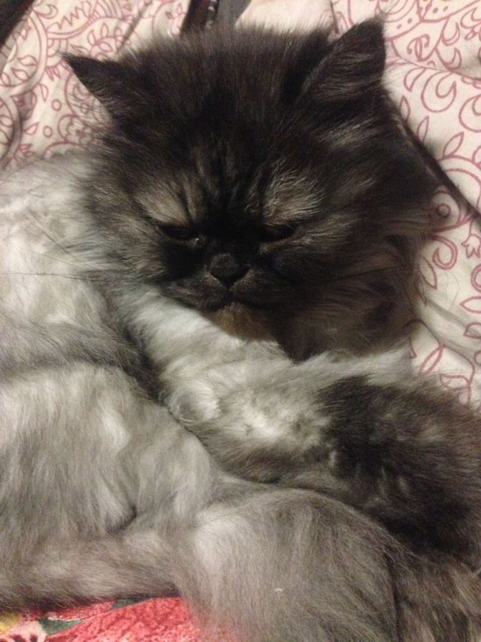 ��� �����