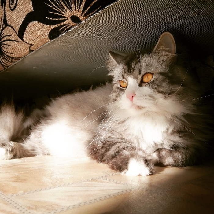 Котяра Котомафия, Фотография, Фото на тапок, Кот