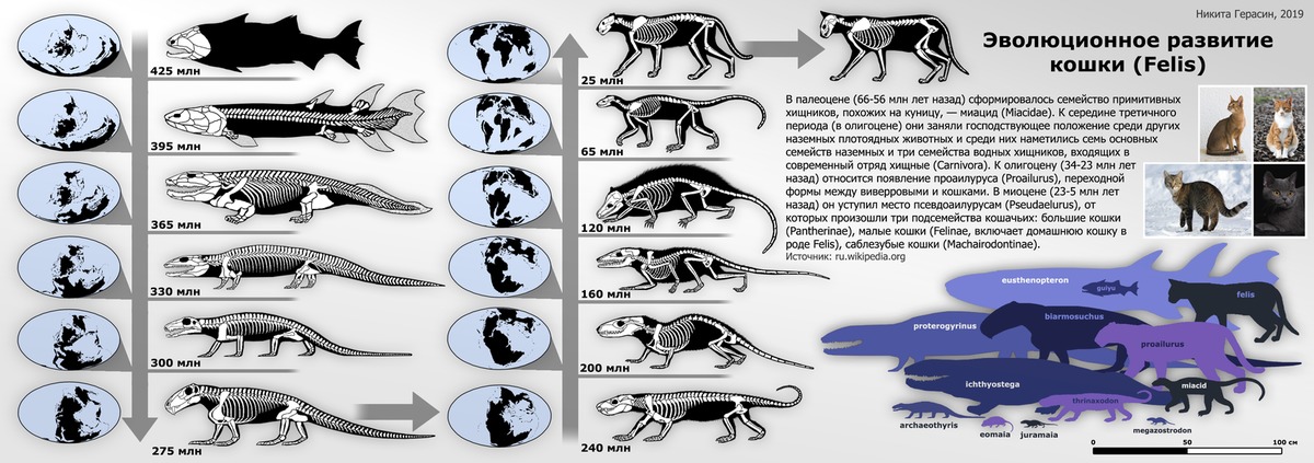 Происхождение животных. Эволюция кошек. От кого произошли кошки Эволюция. Эволюция семейства кошачьих. Эволюционное дерево кошачьих.