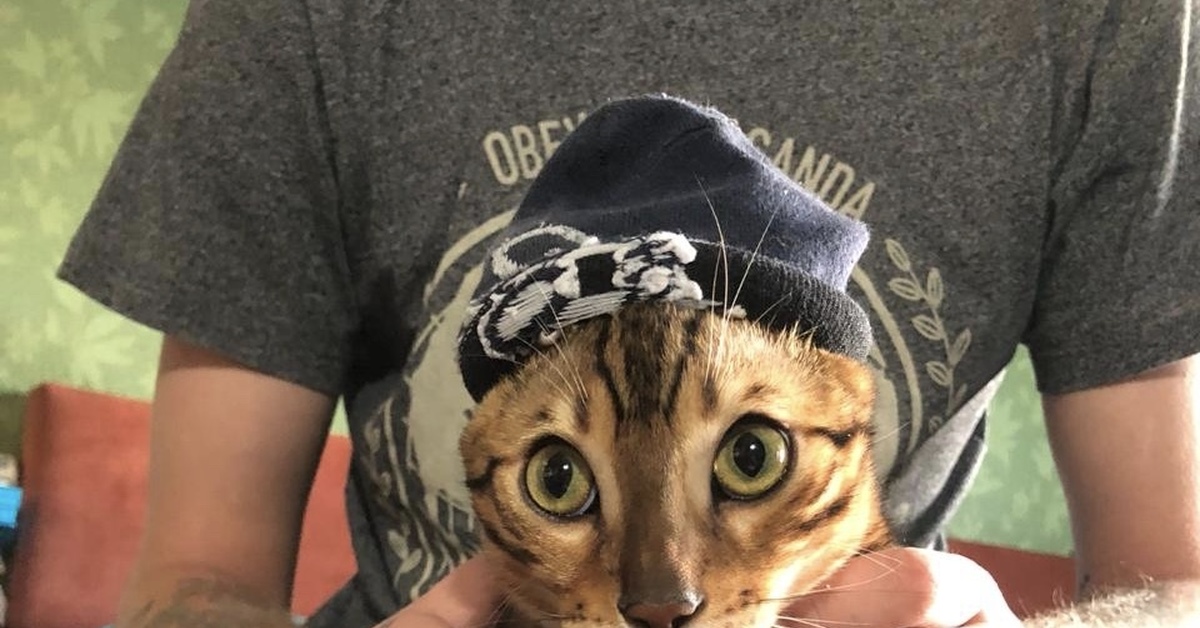 Мерч рыжего кота геймс. Кот в костюме. Рыба есть а если найду. Кот гопник мем. Кот гопник картина.