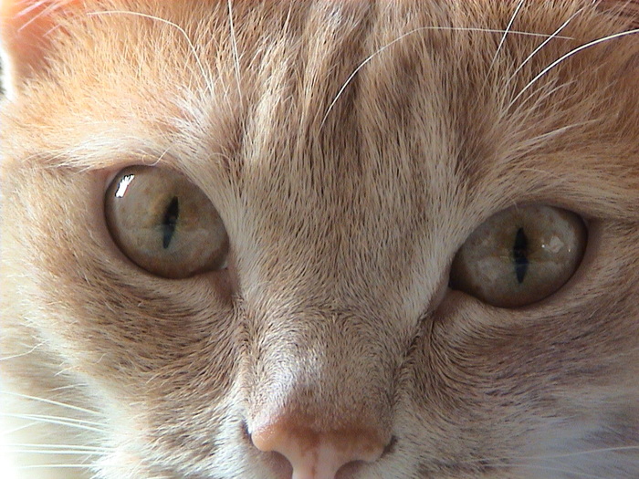 Никаких котов и кошек!