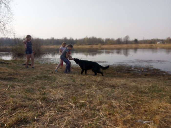 1556209384125417849 Как вымотать собаку на прогулке