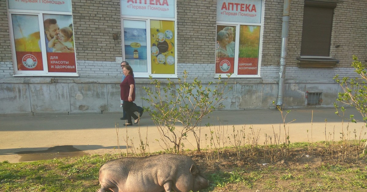 Загуляли свиньи