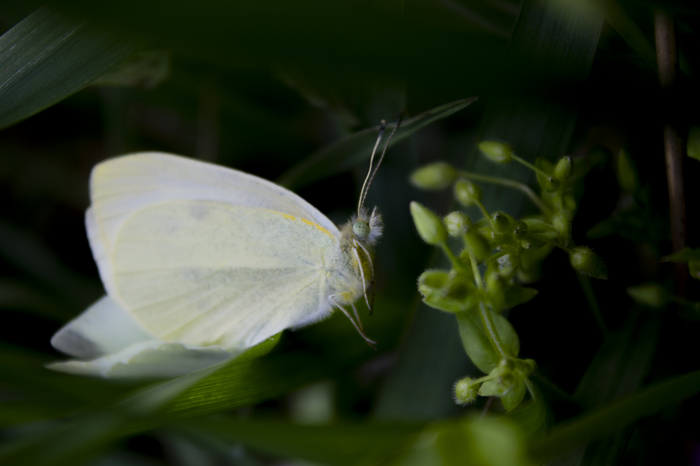 ����������, ��� ����������