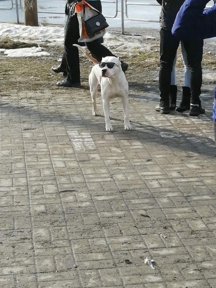 Мне показалось или ты сказал "Мяу"?