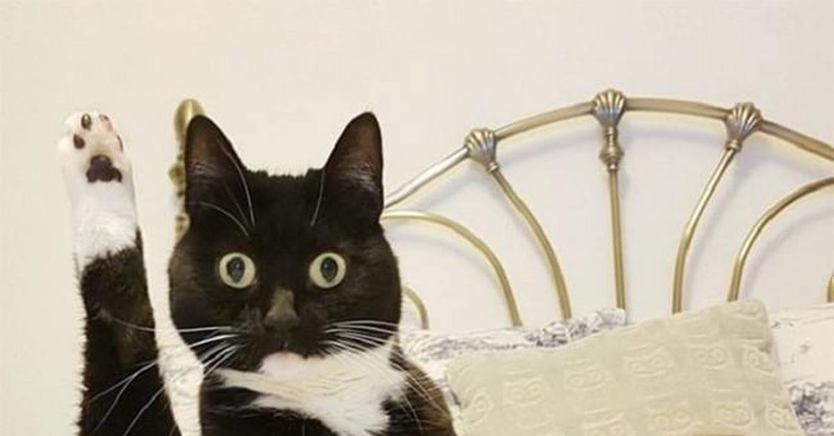 Мем хоба с котом