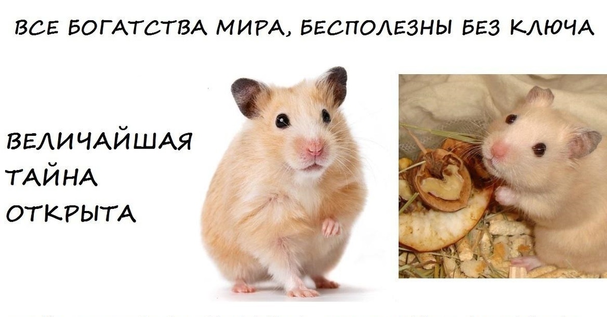 Картинка хомяк с деньгами