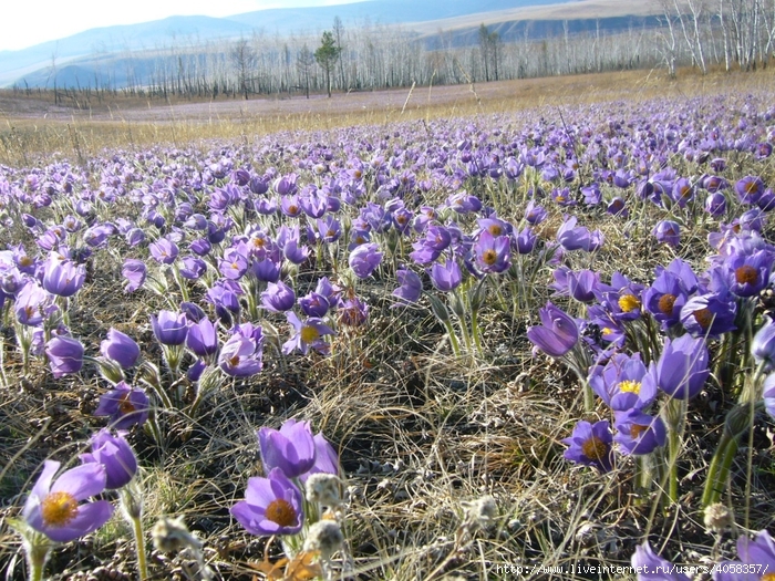 Подснежник на алтае фото