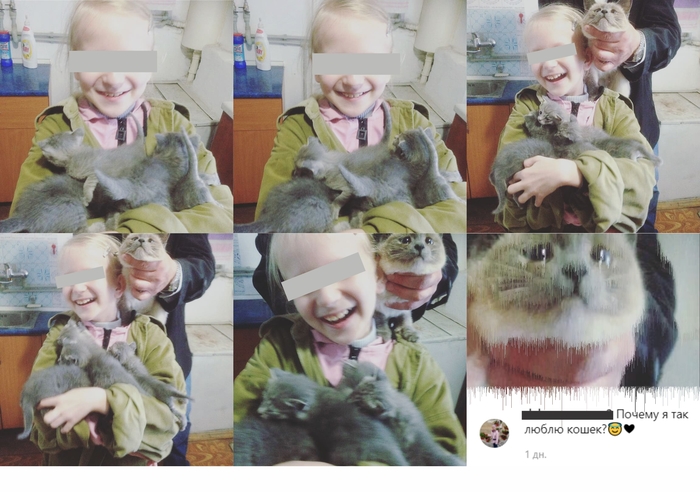 Почему я так люблю кошек?