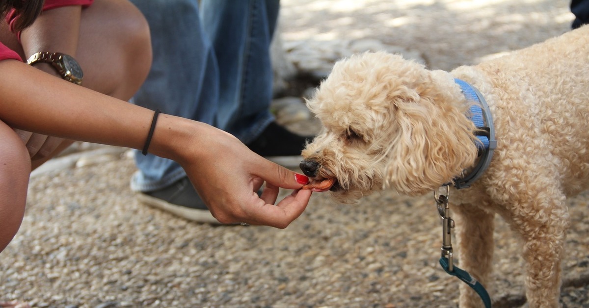 Почему собака не ест руку. Почему собака не ест руку. Собака подбирает на улице. Собака ест землю. Печенье для собак.