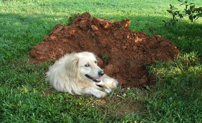 Как отучить собаку копать ямы во дворе: Несколько простых решений Дрессировка собак, Собаки и люди, Собака, Дрессировка, Видео, Длиннопост