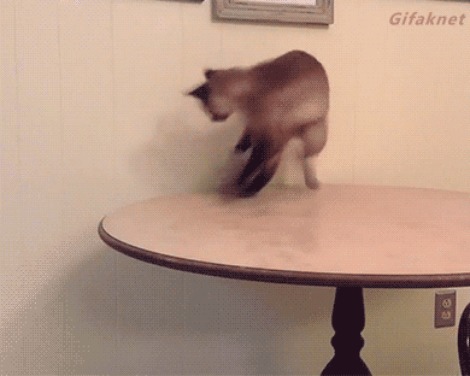 Кот на рыбалке Кот, Котомафия, Милота, Рыбалка, Гифка, Длиннопост