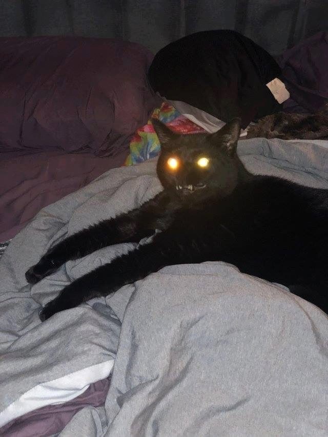 Хозяин говорит, кот ласковый