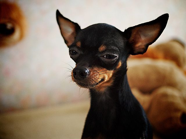 ������ ����