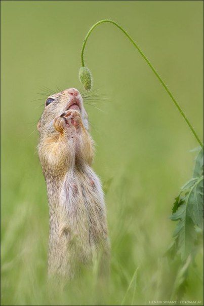 Застенчивый суслик)