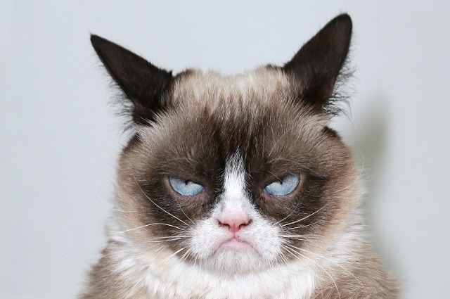     Grumpy Cat , , , , Grumpy Cat