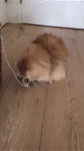 Пойман на месте преступления Кот, Котомафия, Домашние животные, Позитив, Видео, Гифка
