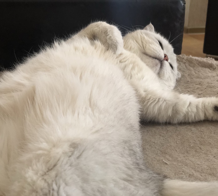 ������ ����