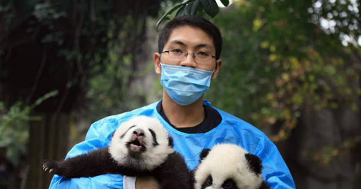 обниматель панд профессия. смотритель за пандами профессия. панда с детёнышем. няня для панд. профессия обниматель панд в китае.