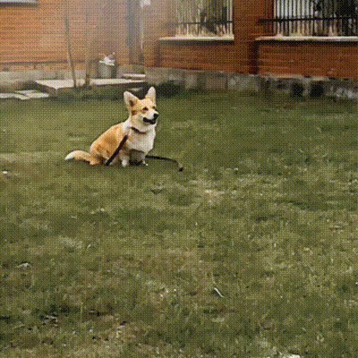 Коржиные старты